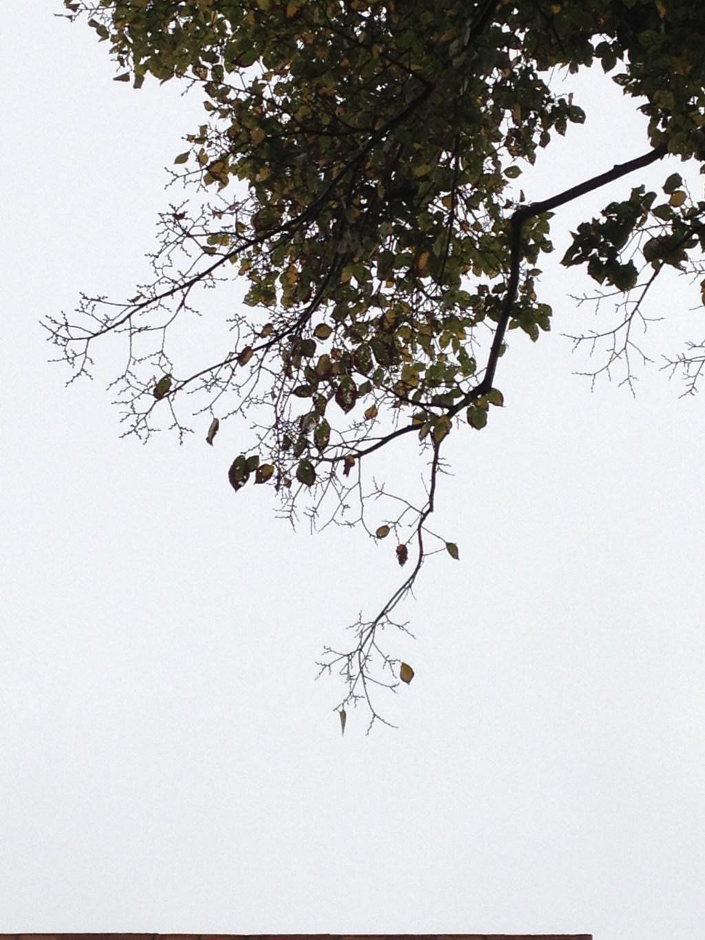 Camille_Saint-Jacques_49